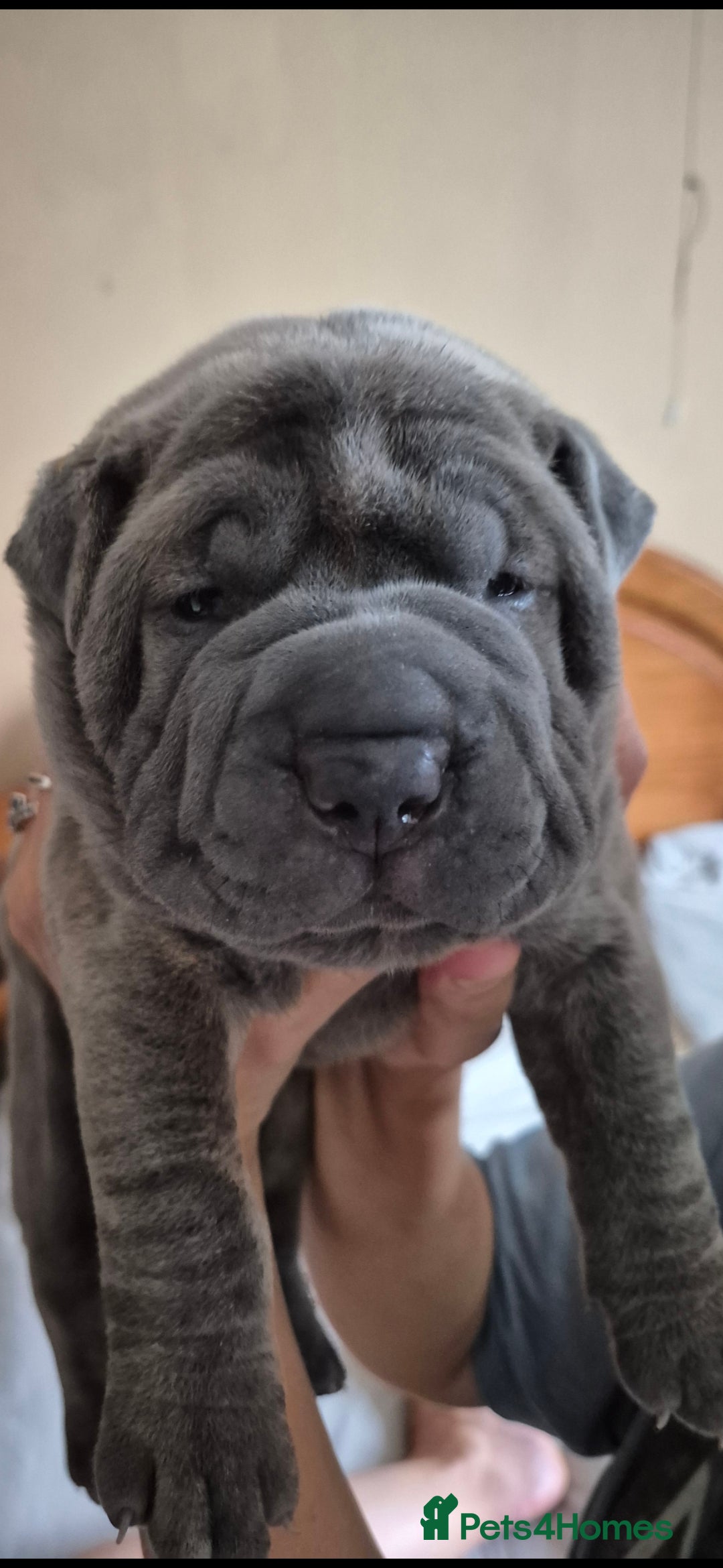 Mixed Breed dogs for sale: Cane corso x shar pei  - Image 7