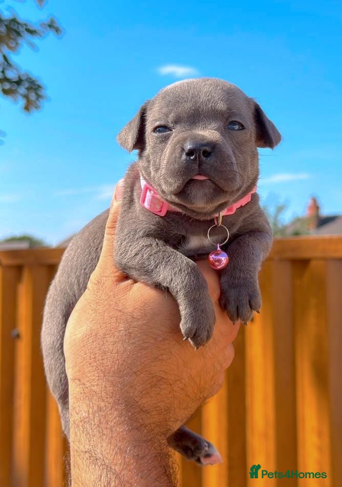 Staffordshire Bull Terrier dogs Solid Blue staffs short & stocky Type  - Advert 2