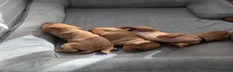 Hungarian Vizsla dogs for sale: 1 girl available  - Advert 3