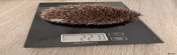 Pygmy Hedgehog rodents for sale: Male African Pygmy hedgehogs  - Advert 5