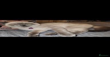 British Shorthair cats - Advert 2