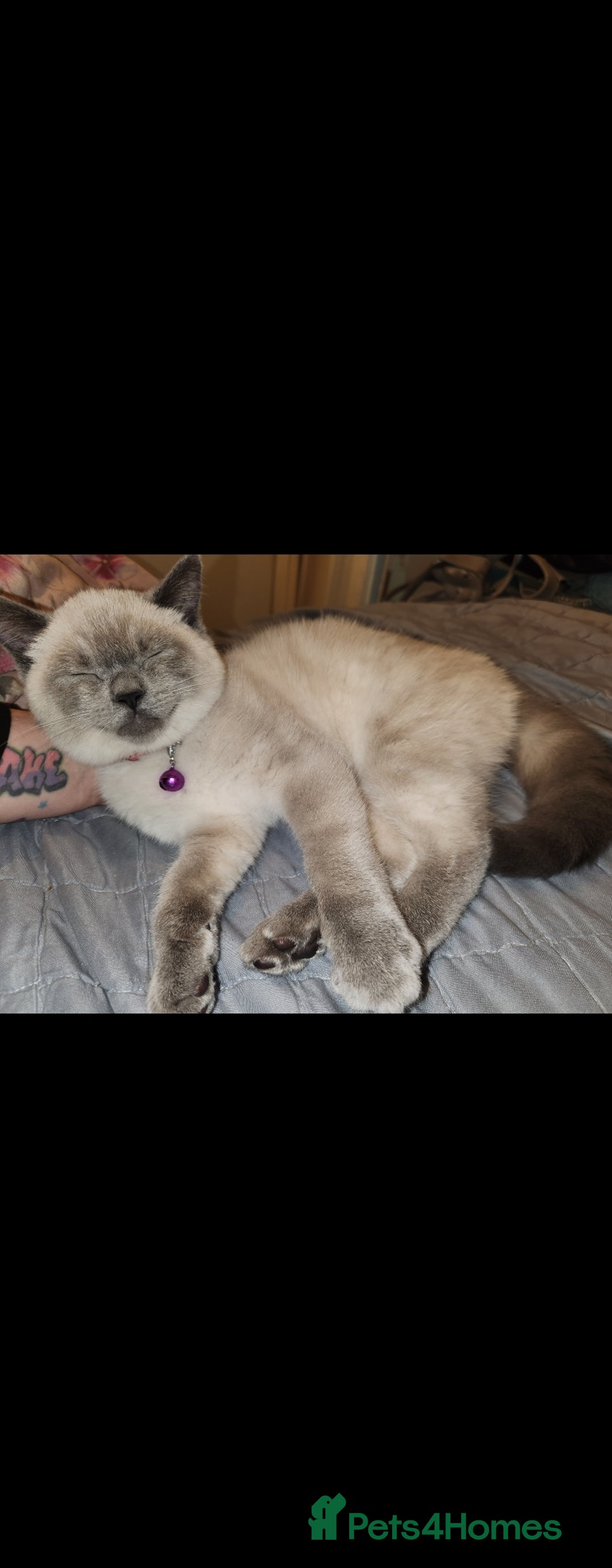 British Shorthair cats for sale: 2 male british short hair cats  - Image 3