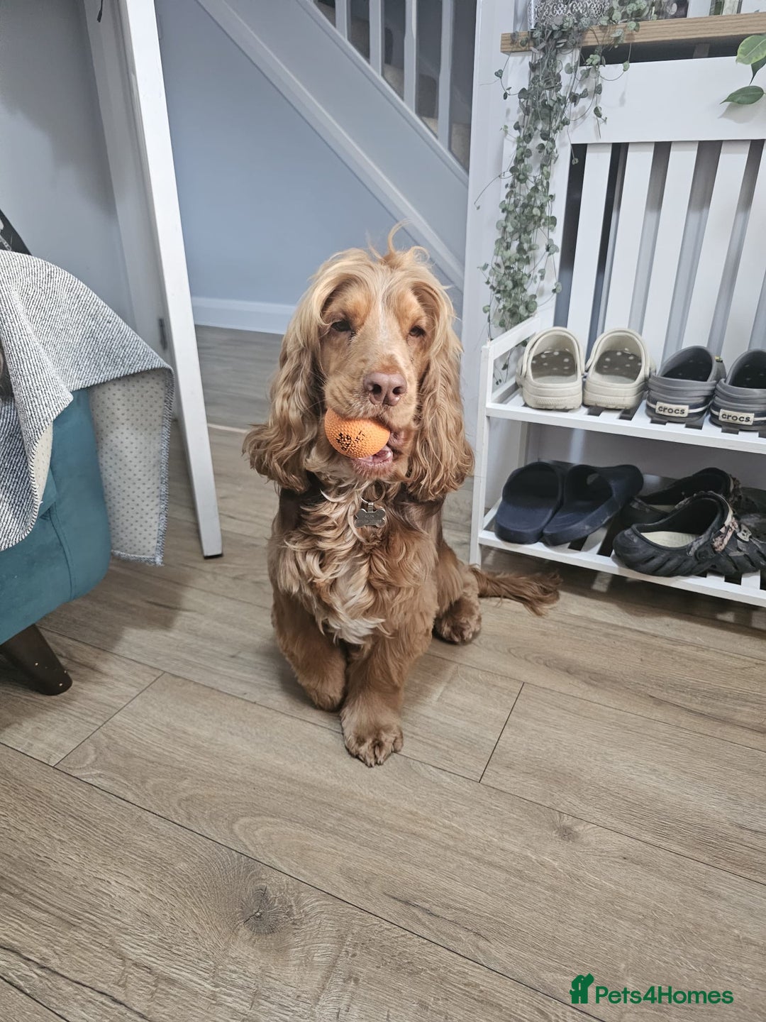 Cocker Spaniel dogs for sale: Fantastic Show / Working Cocker Spaniels - Advert 10