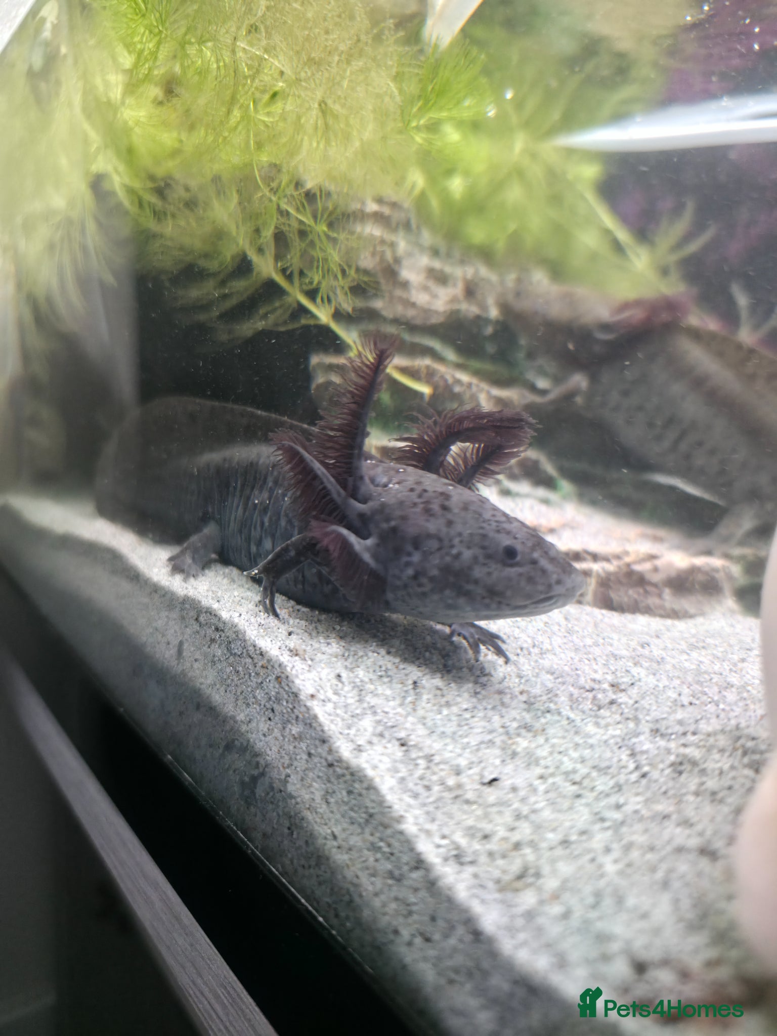 Axolotl reptiles Axanthic axolotl - Advert 1