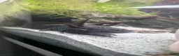 Axolotl reptiles for sale: Axanthic axolotl in Crewkerne - Advert 1