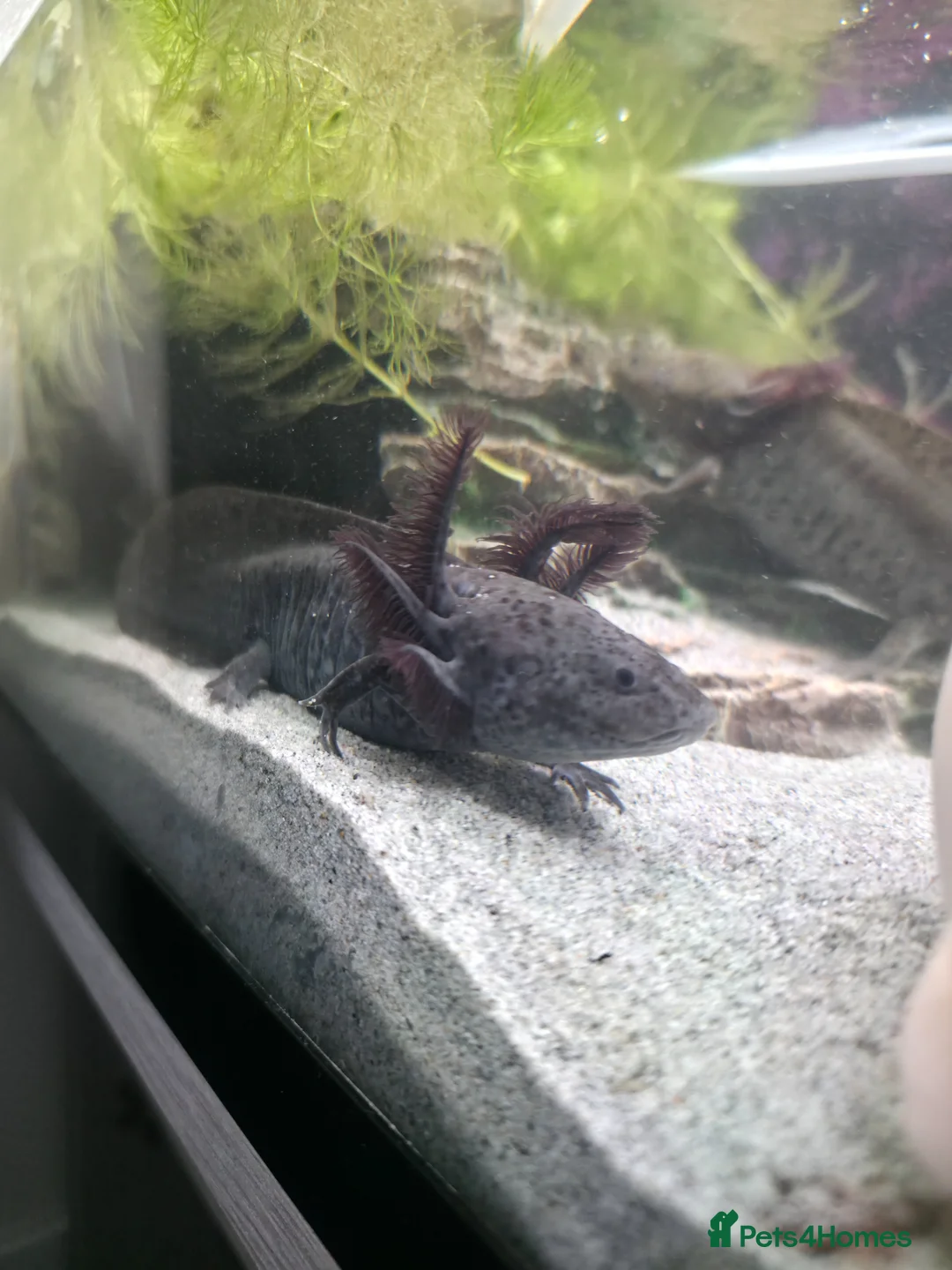 Axolotl reptiles for sale: Axanthic axolotl in Crewkerne - Advert 1