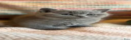 British Shorthair cats for sale: British Shorthair Girls - Advert 3
