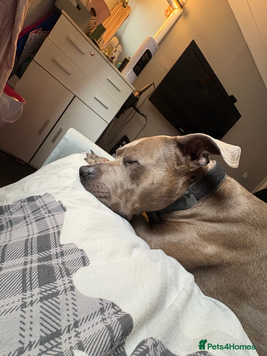 Mixed Breed dogs for sale: American staff terrier  - Image 1