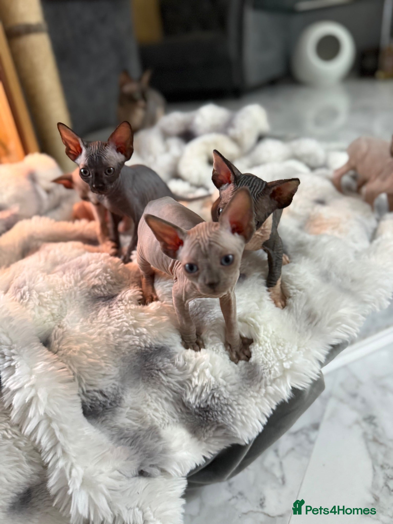 Sphynx cats Sphynx canadian kittens ready niw  - Advert 1