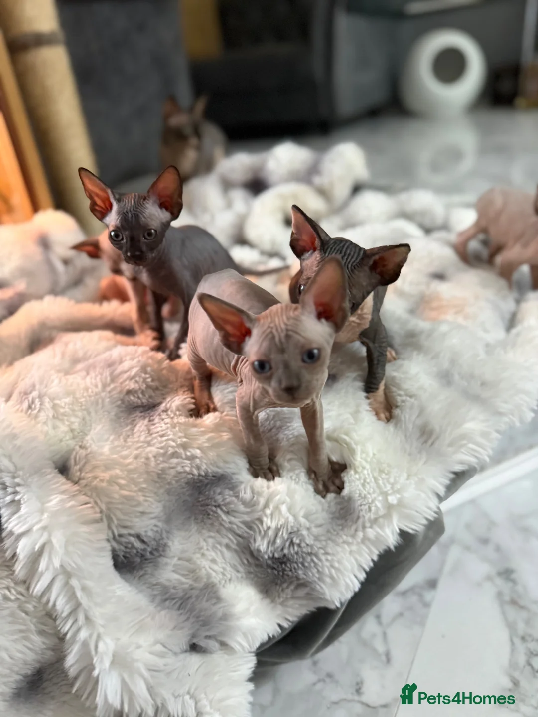 Sphynx cats for sale: Sphynx canadian kittens ready niw  - Advert 1