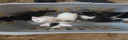 Mixed Breed cats for sale: 5 beautiful kittens ready for new families  - Advert 2