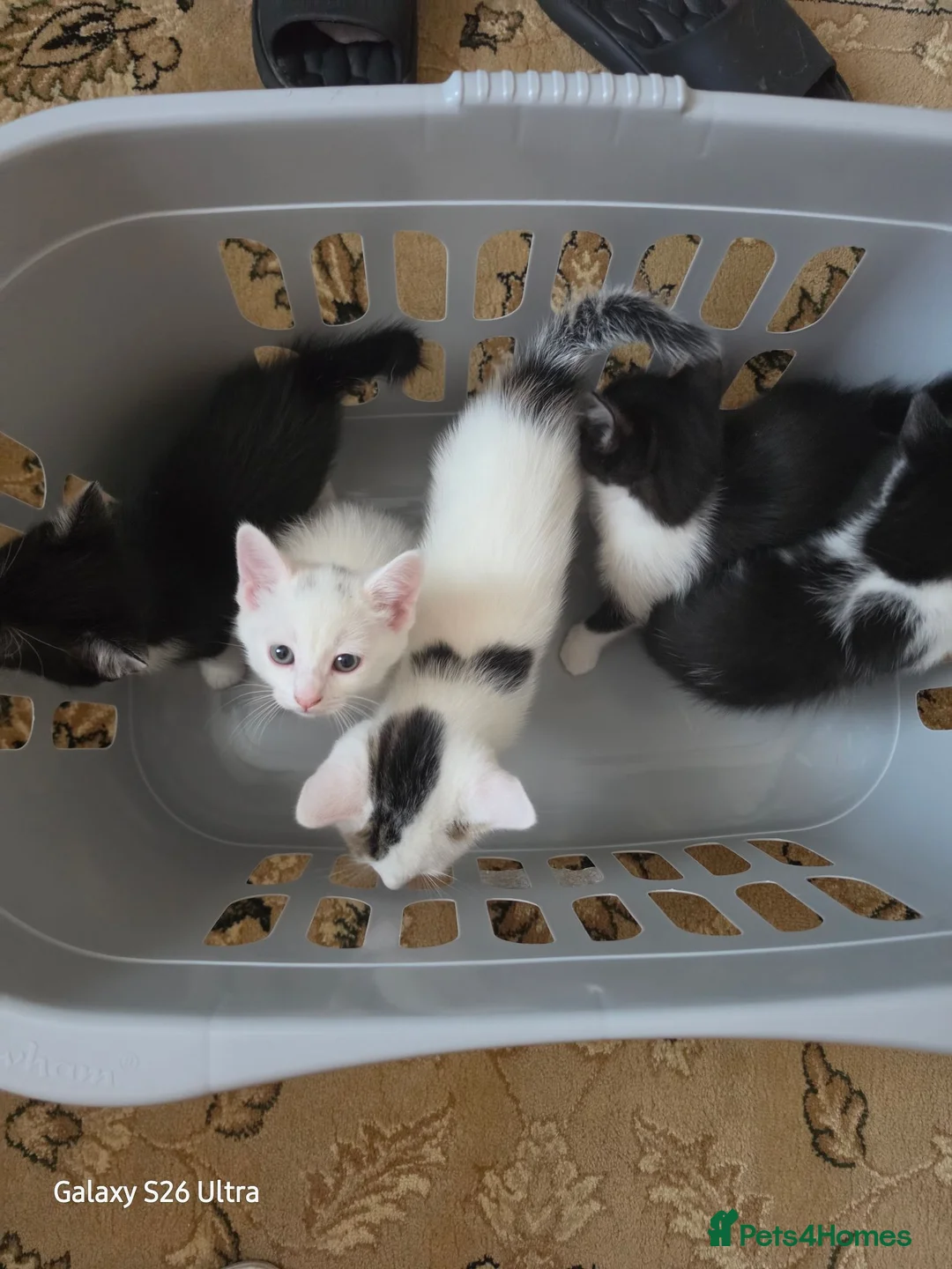 Mixed Breed cats for sale: 5 beautiful kittens ready for new families  - Advert 2