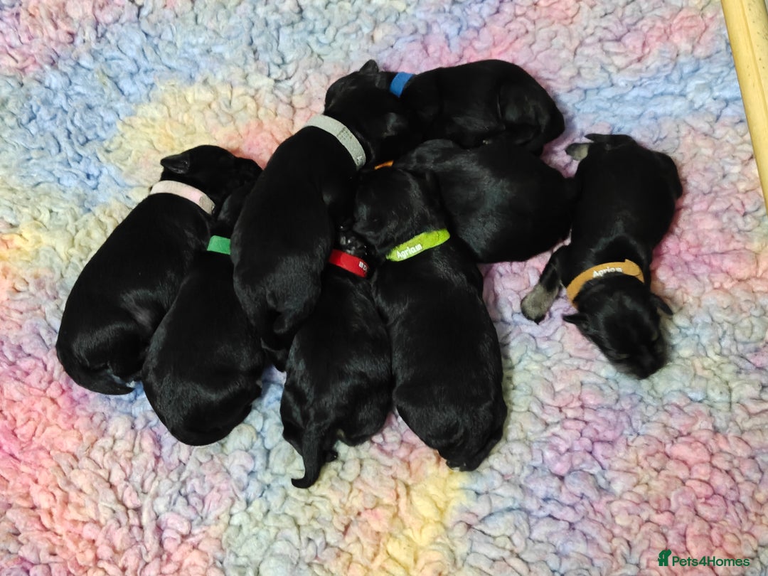 Miniature Schnauzer dogs for sale: Beautiful KC Miniature Schnauzer Puppies  - Image 9