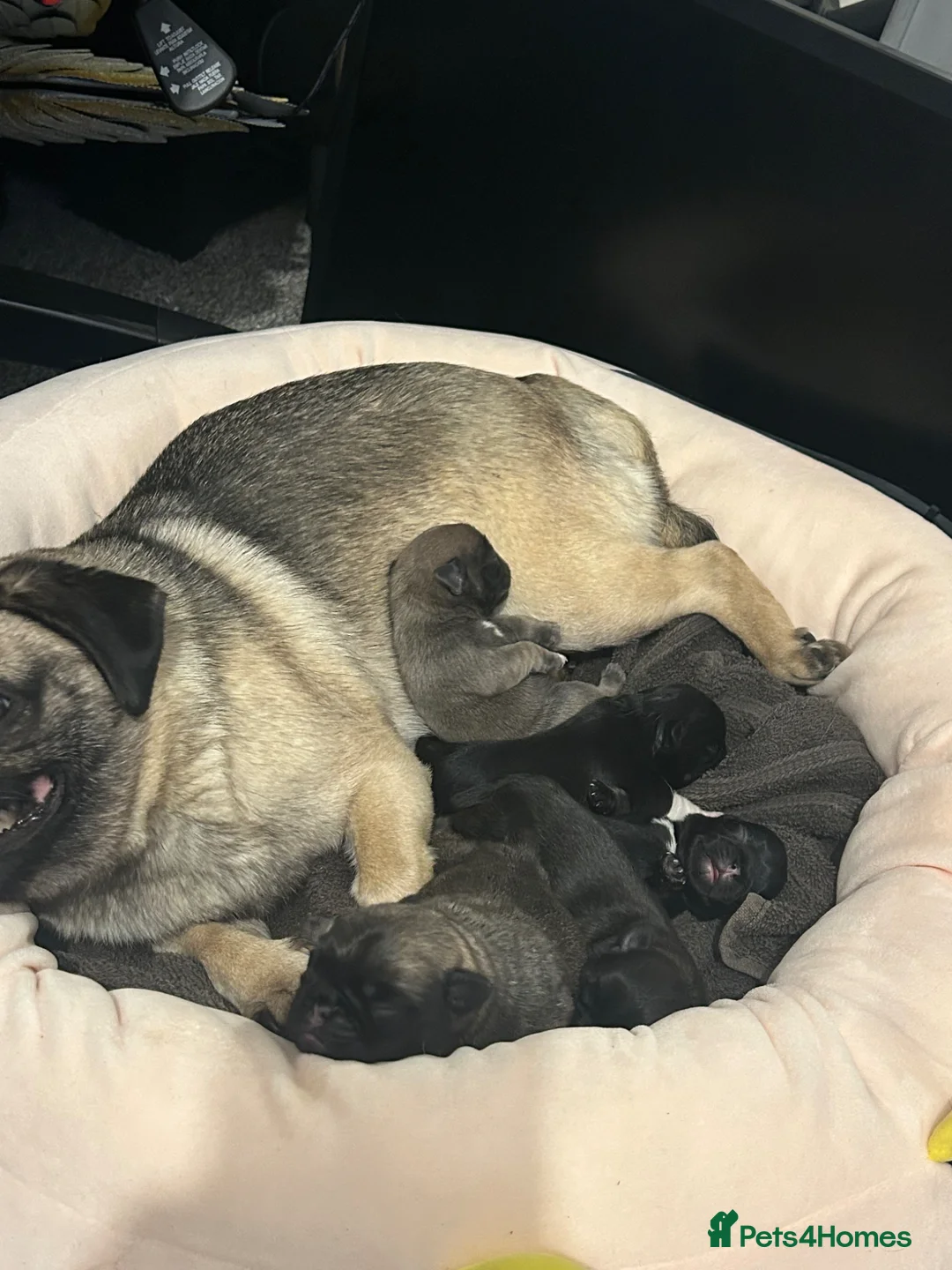 Pug dogs for sale: Beautiful Pug Puppies  - Advert 17
