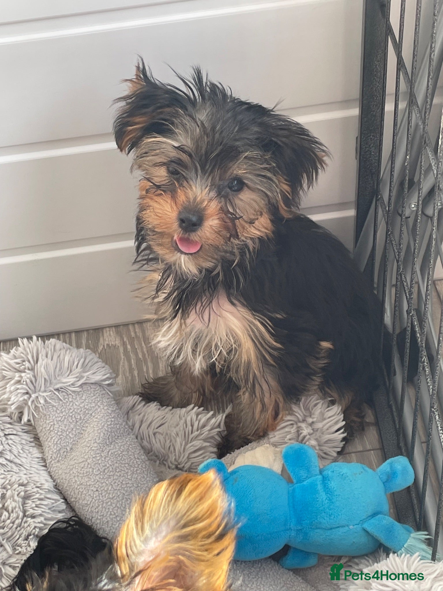 Yorkshire Terrier dogs KC REG FEMALE MINI YORKSHIRE, last one £1450  - Advert 2