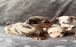 Chihuahua dogs for sale: Long hair chihuahua puppies  - Image 10