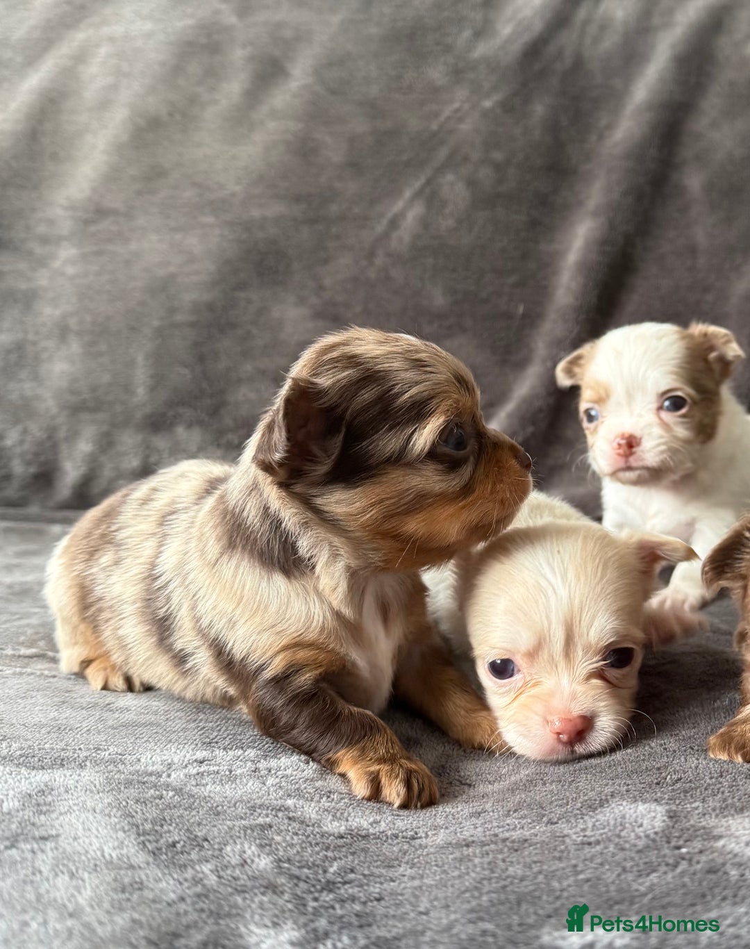 Chihuahua dogs for sale: Long hair chihuahua puppies  - Image 10