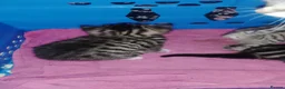 British Shorthair cats for sale: Tabby british shorthair kittens - Advert 15