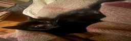 Mixed Breed cats for sale: 4 kittens for sale  - Advert 5
