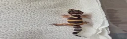 Leopard Gecko reptiles for sale: Leopard Gecko Babies Mixed Morph - Advert 8