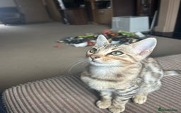 Bengal cats for sale: Multi-coloured bengal for sale (male) - Image 2