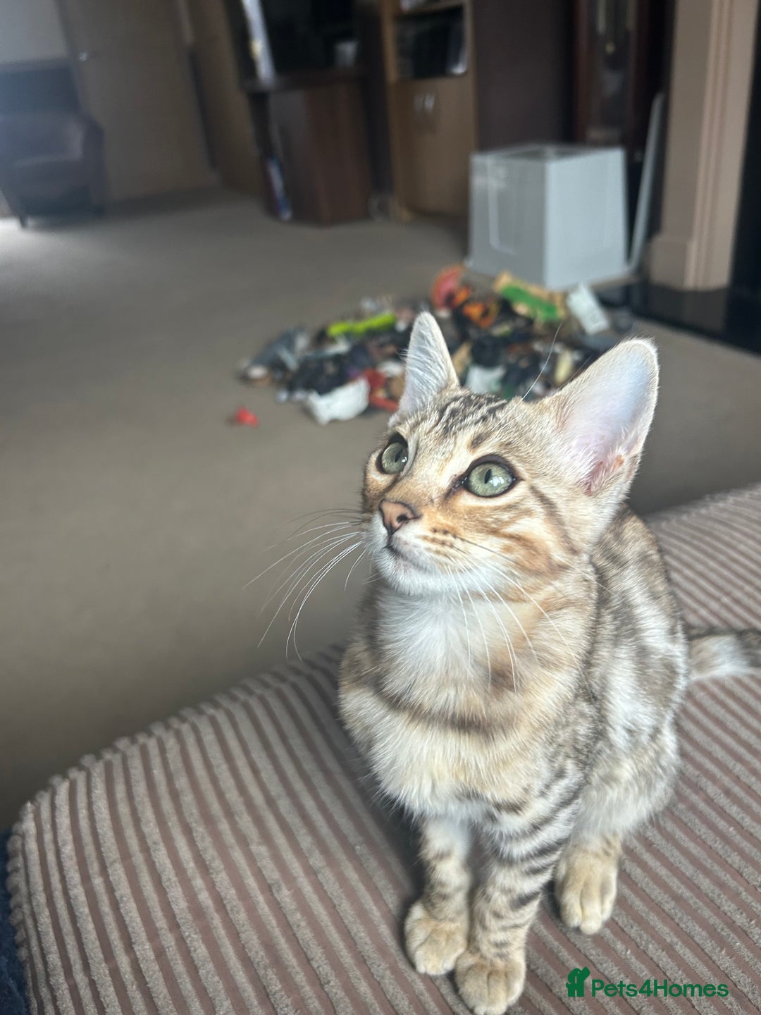 Bengal cats for sale: Multi-coloured bengal for sale (male) - Image 2