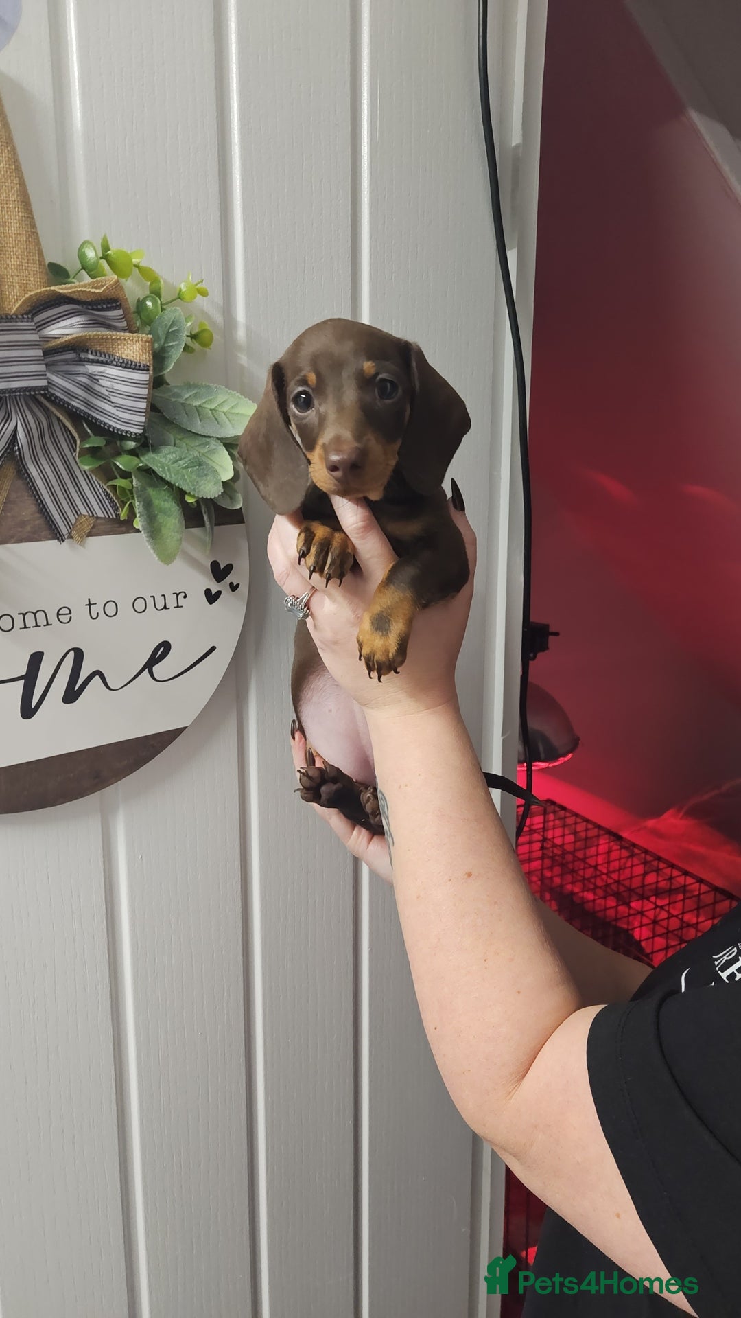 Miniature Dachshund dogs for sale: Beautiful choclate and tan bitch ❤️ 💜  - Advert 2