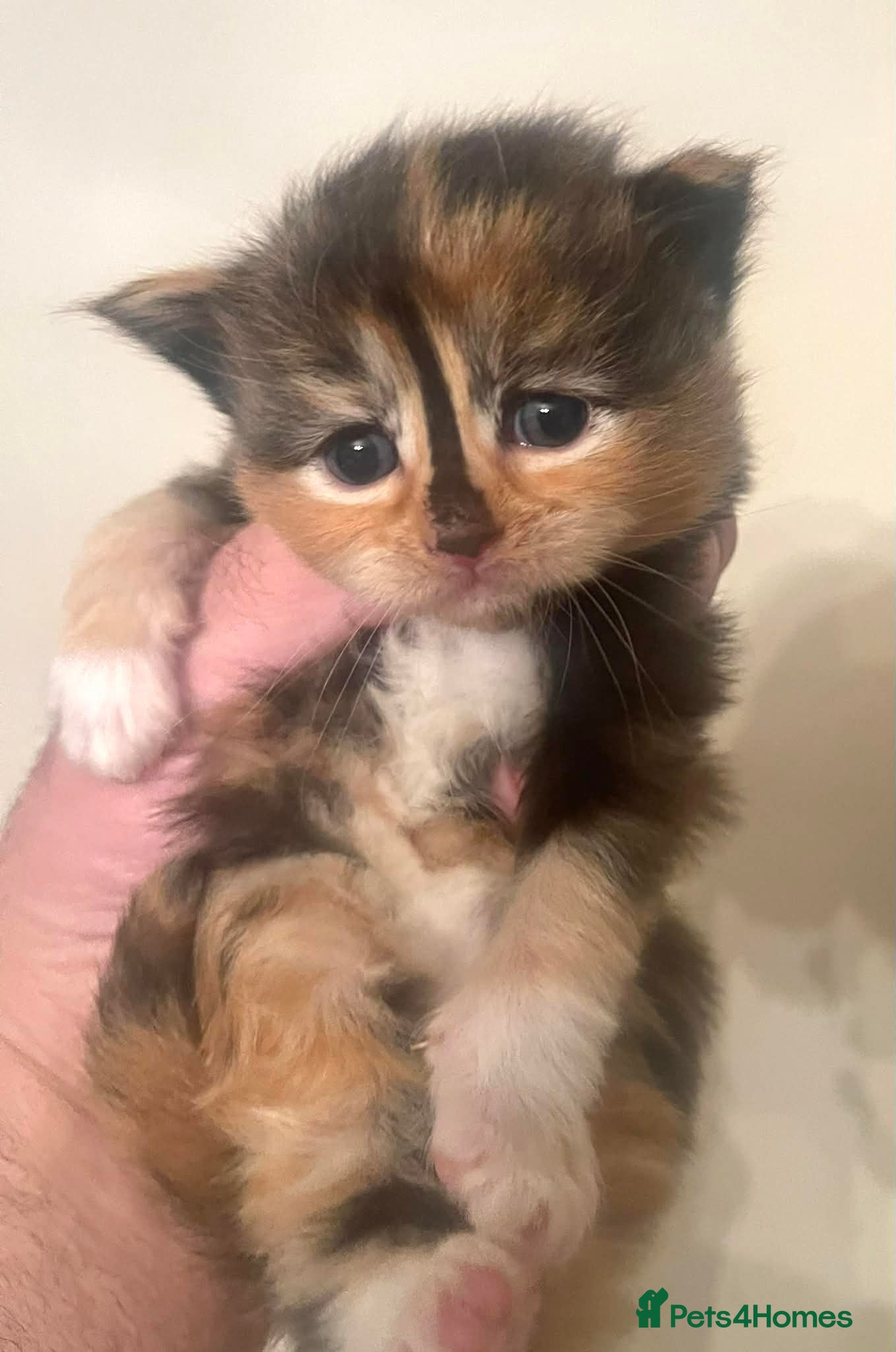 Ragcoon cats Ragdoll x Maine Coons - Advert 1