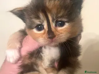 Ragcoon cats Ragdoll x Maine Coons - Advert 3