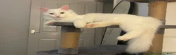 Mixed Breed cats for sale: White Ragdoll/Russian Male - Advert 1