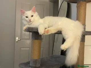 Mixed Breed cats White Ragdoll/Russian Male - Advert 1