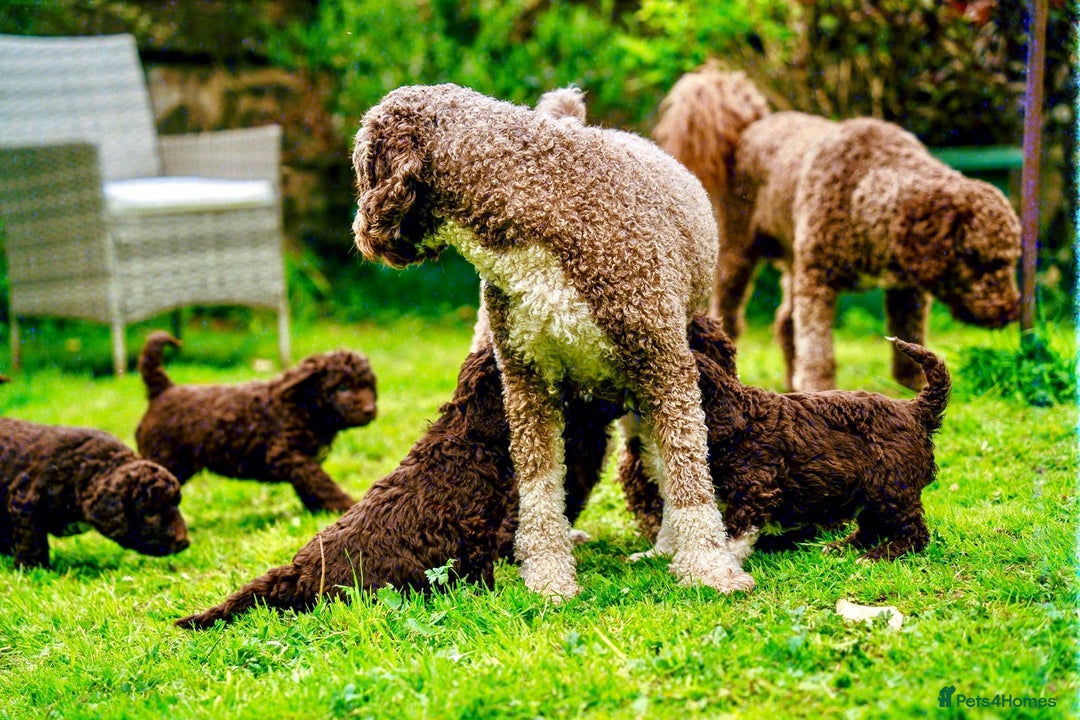 Spanish Water Dog dogs for sale: Spanish Water Dog Puppies  - Image 23