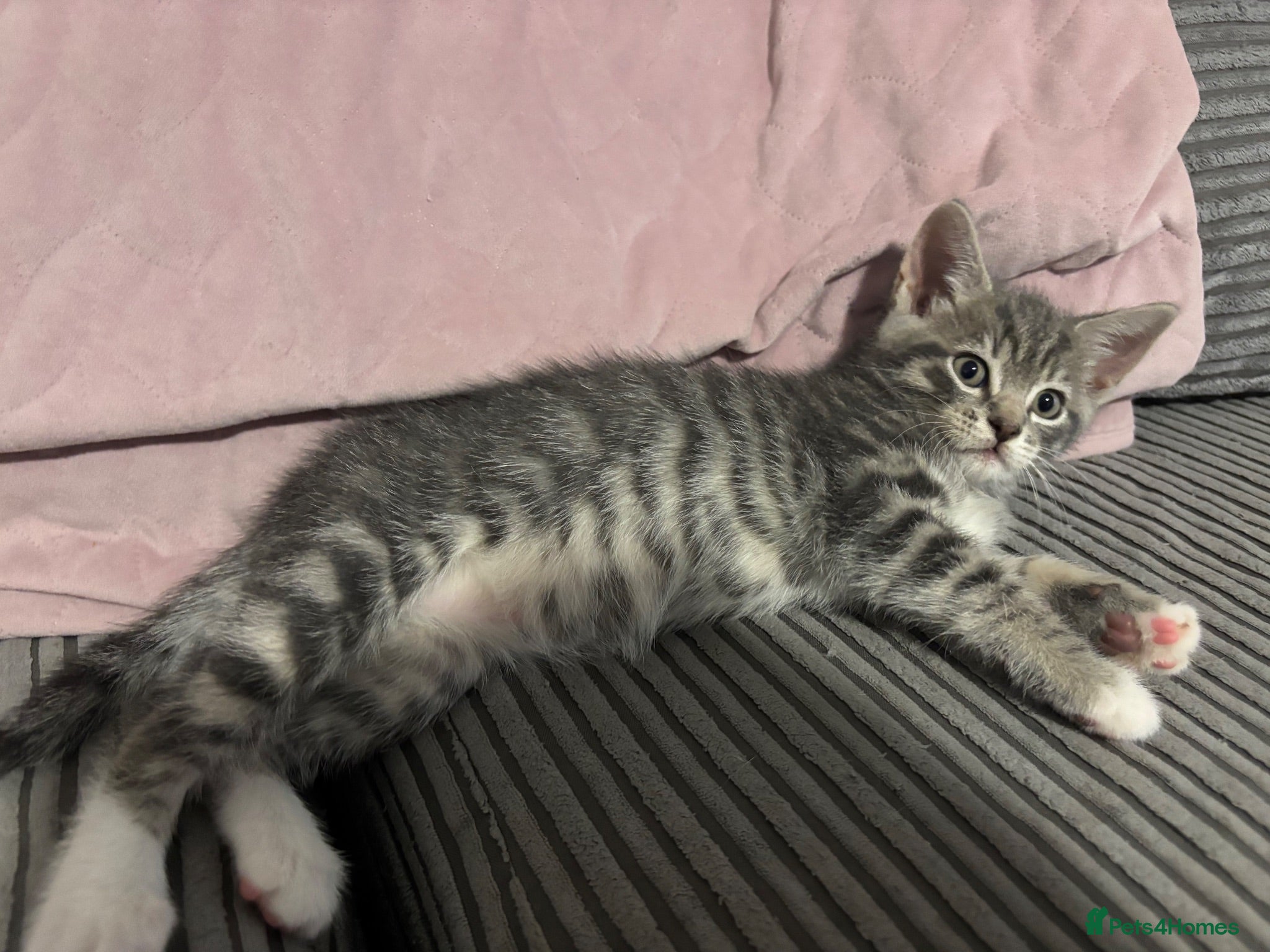 American Shorthair cats 1 stunning silver tabby boy left  - Advert 1
