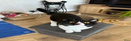British Shorthair cats for sale: Beautiful Female Available  - Advert 5