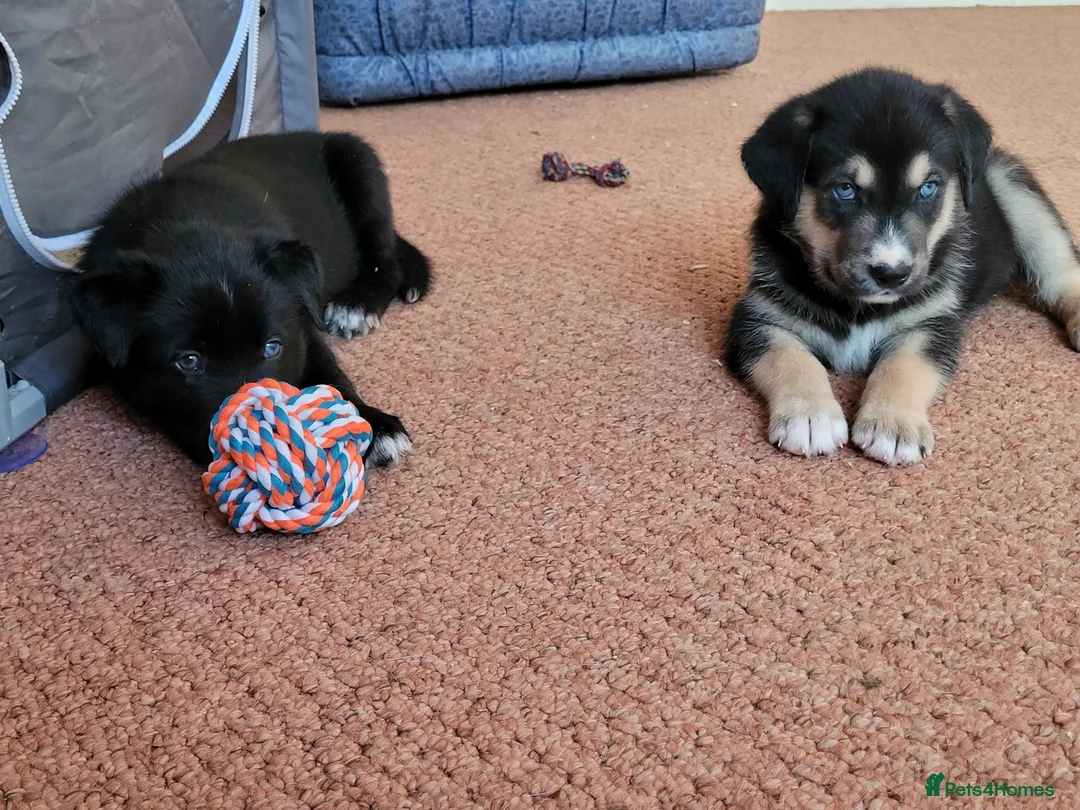 Mixed Breed dogs for sale: Husky Cross Puppies - Advert 2