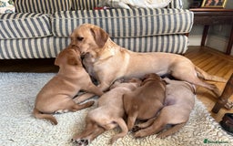 Labrador Retriever dogs for sale: Beautiful KC Reg Yellow/Fox Red Labrador puppies - Image 6