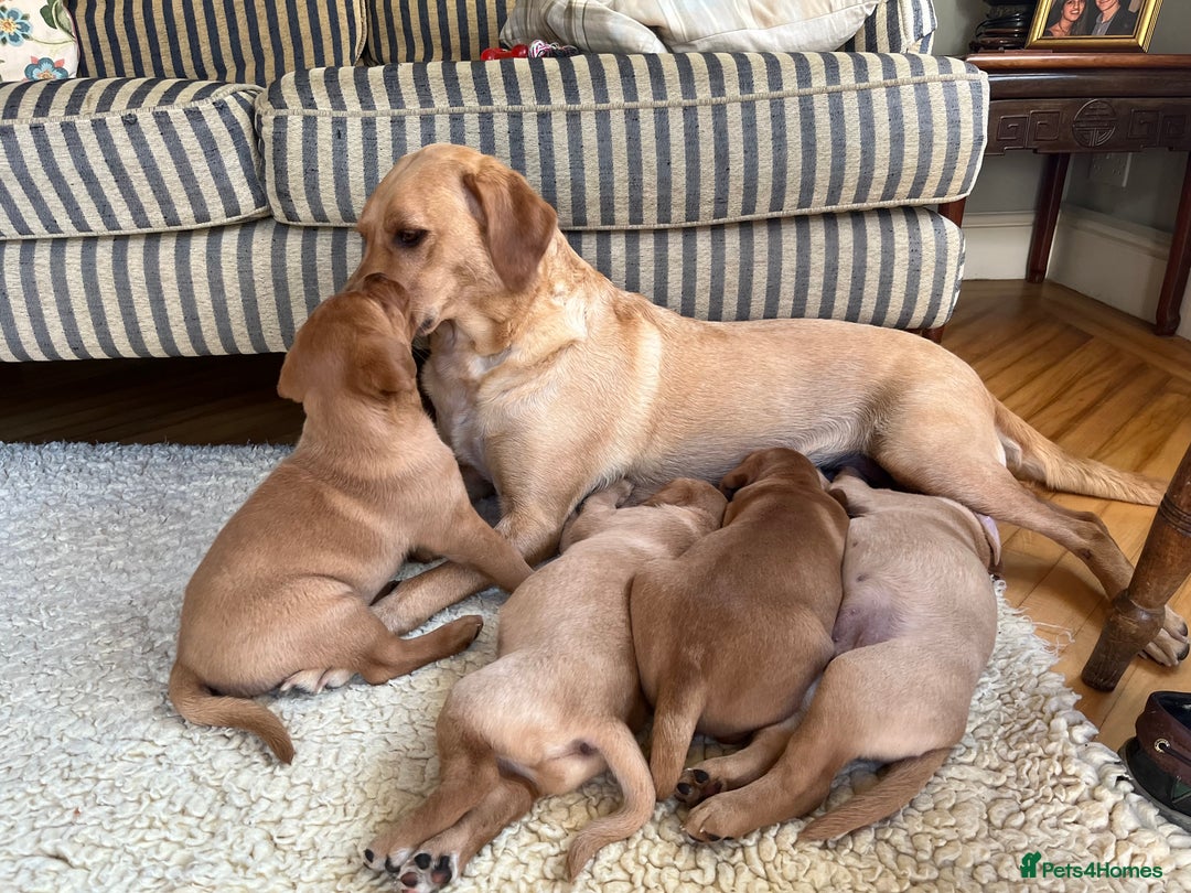 Labrador Retriever dogs for sale: Beautiful KC Reg Yellow/Fox Red Labrador puppies - Image 6