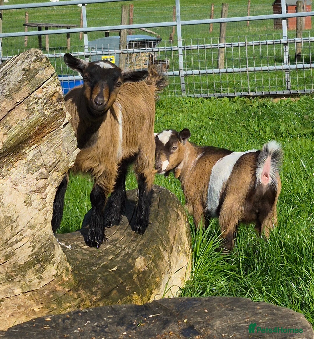 Goats livestock for sale: Disbudded twin pygmy goats, nanny & wether  - Image 4