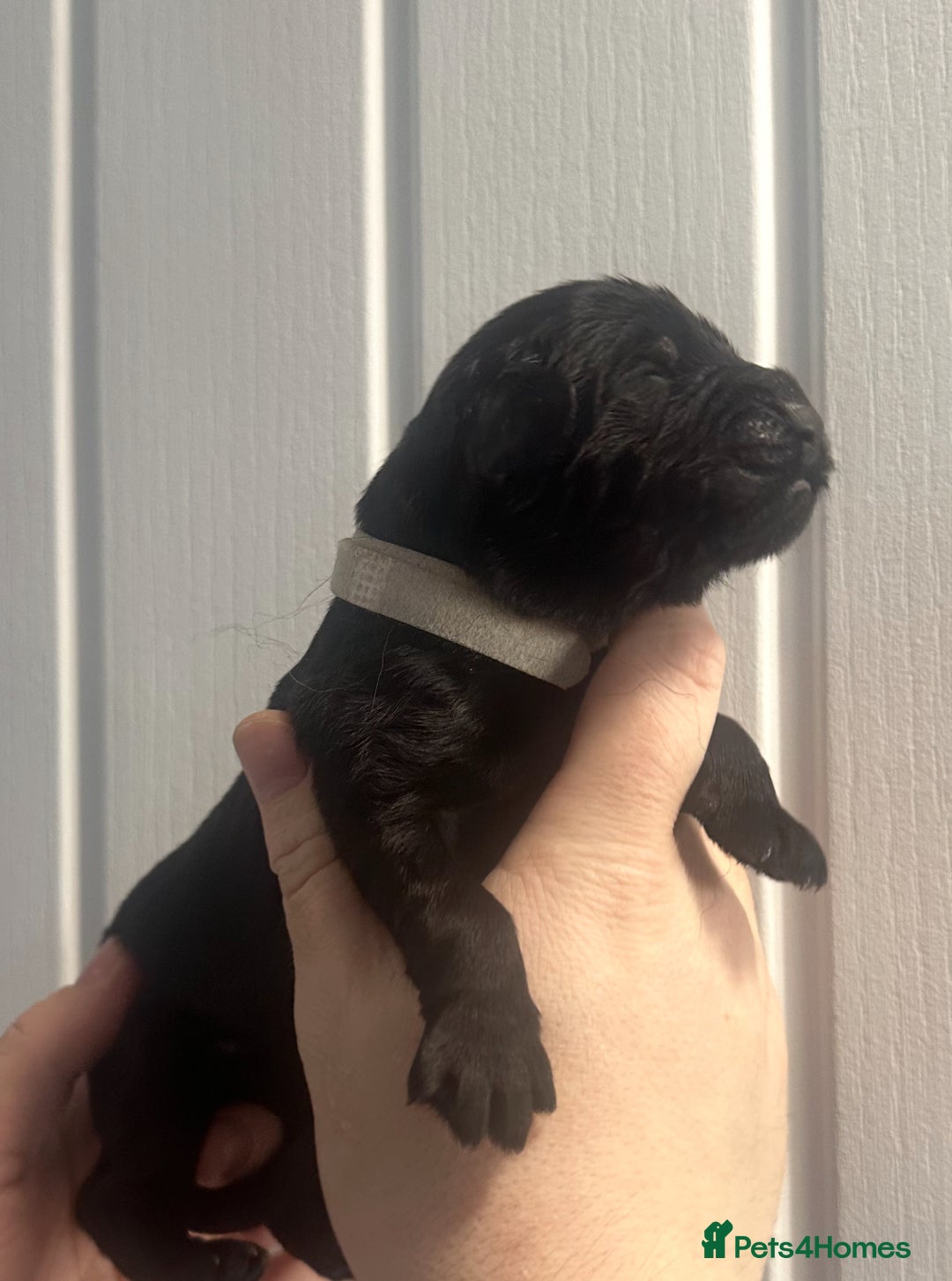 Newfoundland dogs for sale: Stunning Newfoundland Puppies Kc Reg 🐾 - Advert 6