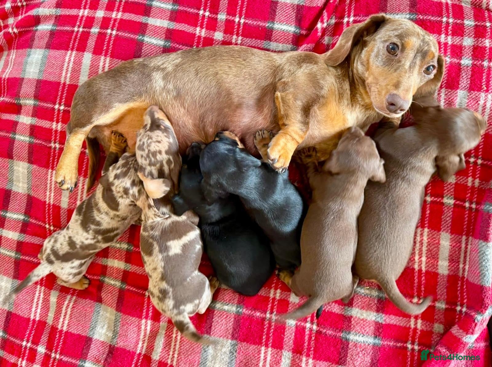 Miniature Dachshund dogs STUNNING SMOOTH HAIR MINI DACHSHUND PUPPIES  - Advert 1