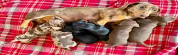 Miniature Dachshund dogs for sale: STUNNING SMOOTH HAIR MINI DACHSHUND PUPPIES  - Advert 1