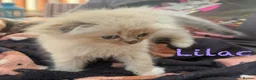 Mixed Breed cats for sale: Scottish Fold/Ragdoll in Colchester - Advert 10