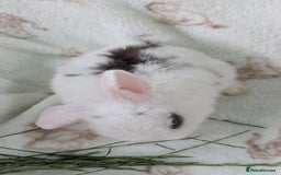 Mini Lop rabbits for sale: Mini lops  - Image 6