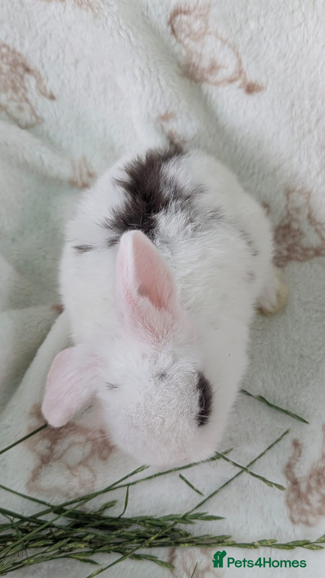 Mini Lop rabbits for sale: Mini lops  - Image 6