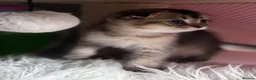 Scottish Fold cats for sale: 💎 Stunning TICA Reg. Scottish Fold Kittens 🐾 - Advert 10