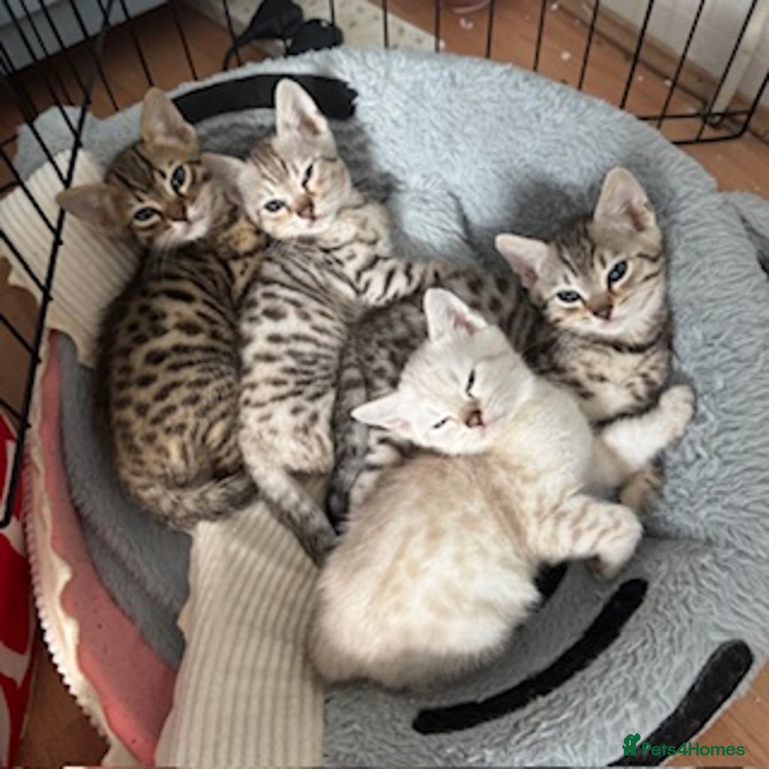 Bengal cats for sale: Gorgeous Bengal Babies - Image 35