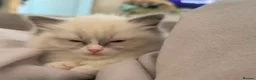 Ragdoll cats for sale: Female Ragdoll kitten for sale - Advert 4