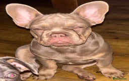 French Bulldog dogs for sale: Isabella wrapped in cream, fluffy carrier - Image 11