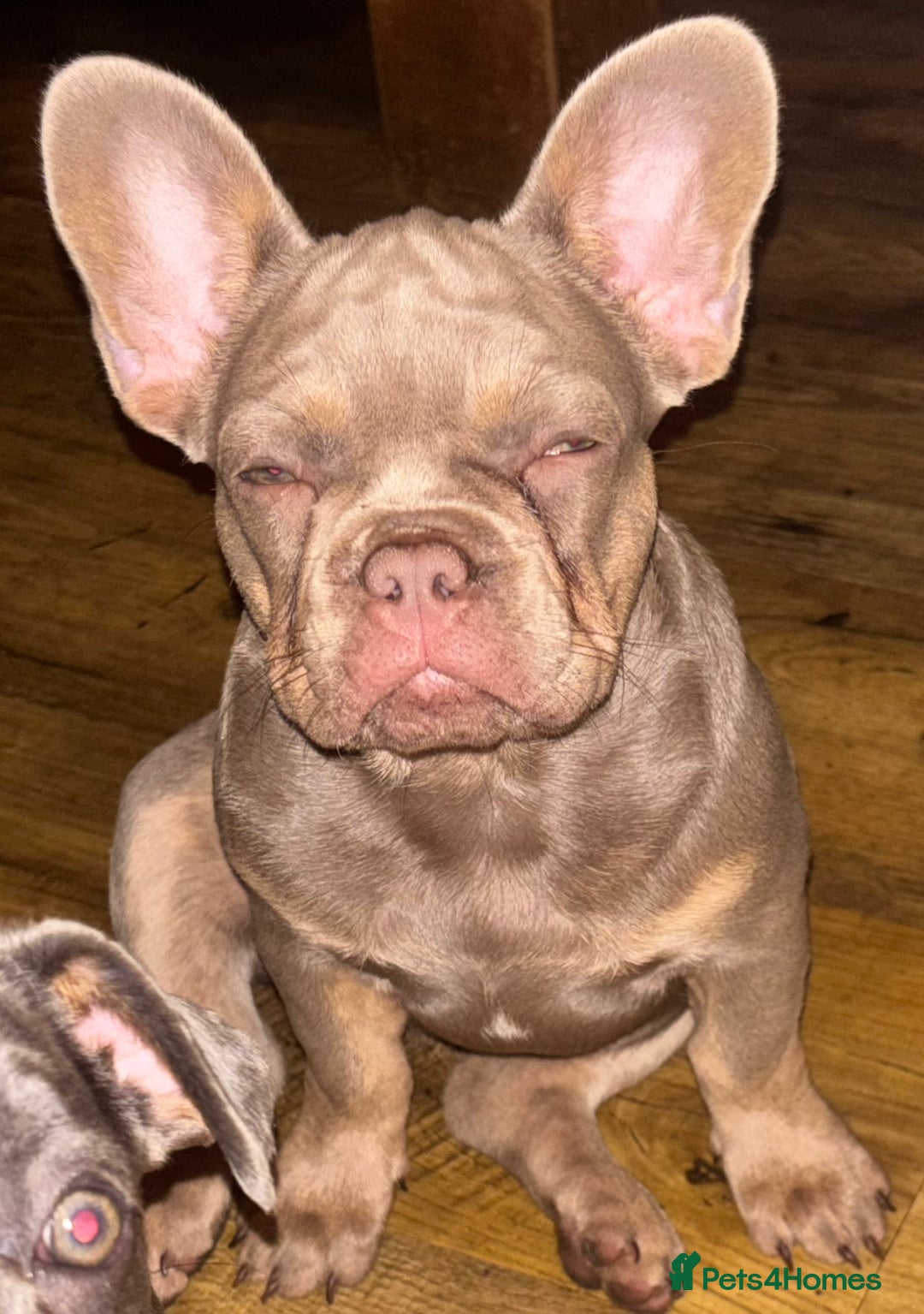French Bulldog dogs for sale: Isabella wrapped in cream, fluffy carrier - Image 11