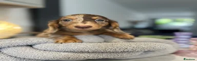 Miniature Dachshund 1